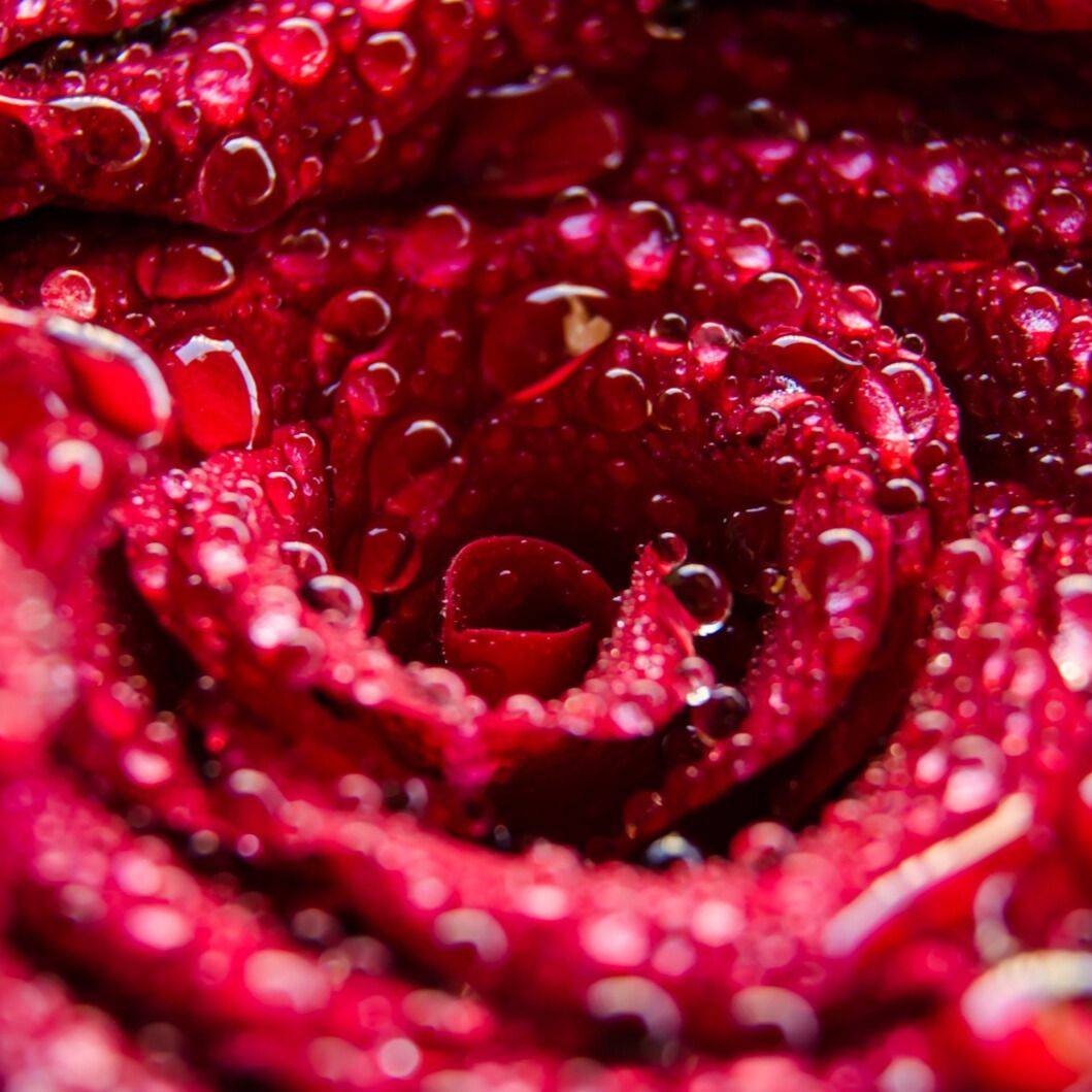 Kashmiri Rose