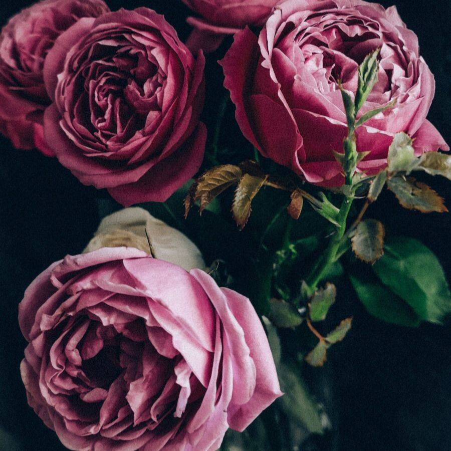 Bulgarian Rose